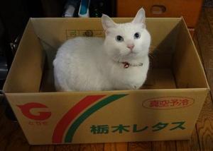 猫の整備士（ＴＯＹＯＴＡ２０００ＧＴ）
