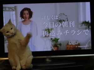 猫のセール（１日店長）
