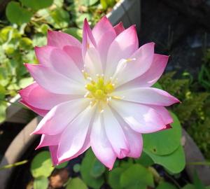 蓮の花