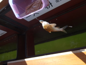 わかさぎ釣り（山中湖）
