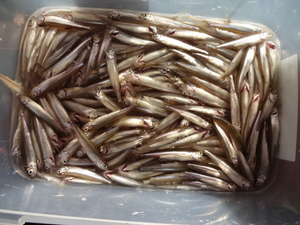 わかさぎ釣り（山中湖）