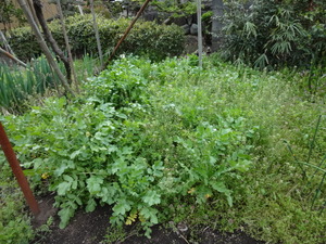 素人野菜　（前編）