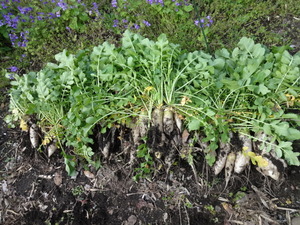 素人野菜　（前編）
