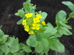 素人野菜　（前編）
