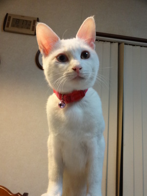 走れカブ！