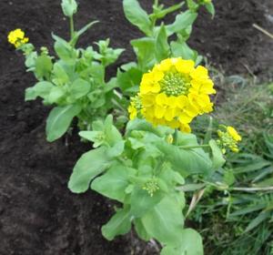 素人野菜　（後編）