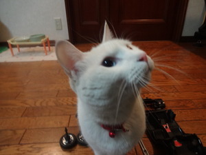 すみません！（２０００ＧＴ）