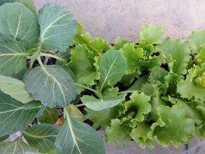 素人野菜　（後編）