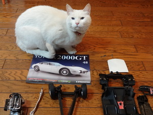 猫の整備士ミルフィー（トヨタ２０００ＧＴ）