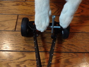 猫の整備士ミルフィー（トヨタ２０００ＧＴ）