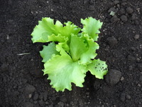 素人野菜　（後編）
