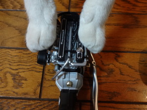 猫の整備士ミルフィー（トヨタ２０００ＧＴ）