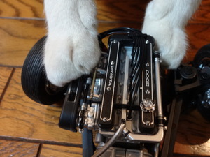 猫の整備士ミルフィー（トヨタ２０００ＧＴ）