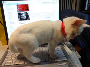 ブログ猫