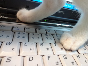 ブログ猫