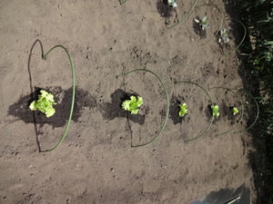 素人野菜研究会（レタス）