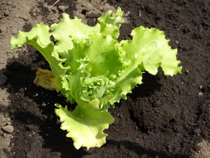 素人野菜作り（野菜研究会）