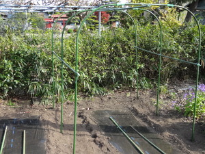 素人野菜作り（野菜研究会）