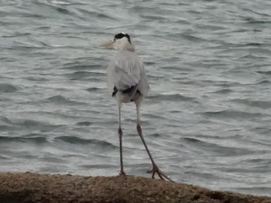 小豆島（エンジェルロード）