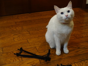 トヨタ２０００ＧＴ（猫の整備士）
