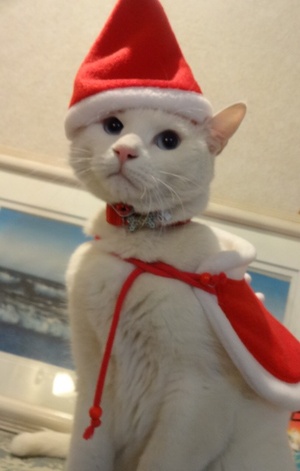 猫のセール（１日店長）