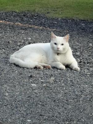 猫　ミルフィー