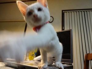 猫パンチ（リトルカブ）