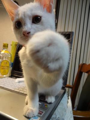 猫パンチ（リトルカブ）