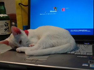 猫パンチ（リトルカブ）