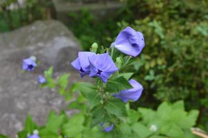 鎌倉紀行　（長谷寺）