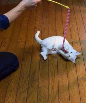ねこ釣れた～！