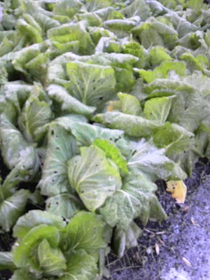 素人野菜研究会（白菜）