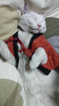 猫の日（２月２２日）