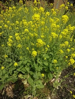 菜の花の秘密！
