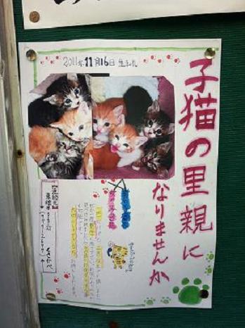 子猫の里親探し