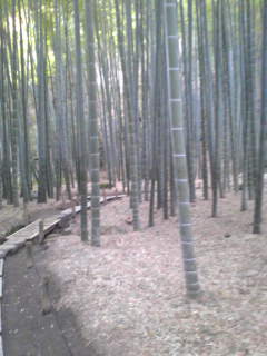 鎌倉 報国寺