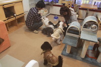 猫と犬
