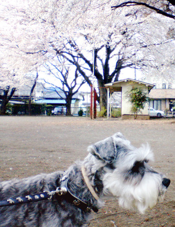 桜、満開♪