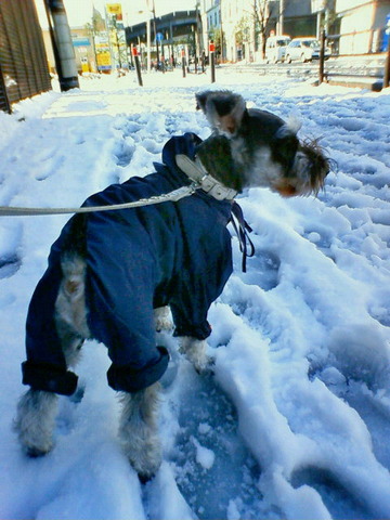 雪道お散歩
