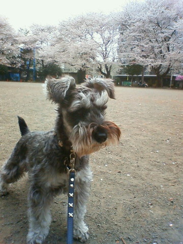桜、満開♪