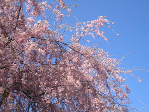 ソメイヨシノから八重紅しだれ桜へ