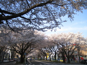桜が散ってます！！