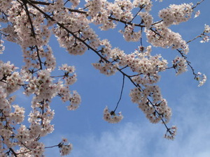 everyday！！お花見！！