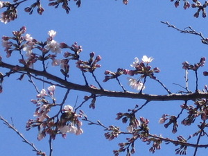 桜が咲き始めました。