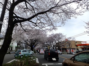 相模原の桜も見頃です。