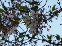 桜祭りも終わり、桜蕊の季節です。