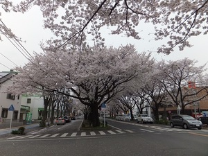 散りゆく桜もまた美し