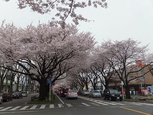 桜は満開なのに静かな土曜日