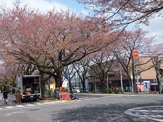 相模原　桜祭り中止の噂・・・